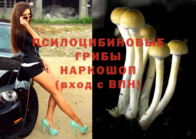 ОМГ ОМГ ссылка  Майский  Галлюциногенные грибы Psilocybe 